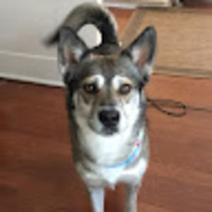 Meet your Posher, Terasaur